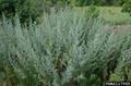 Artemisia Absinthium